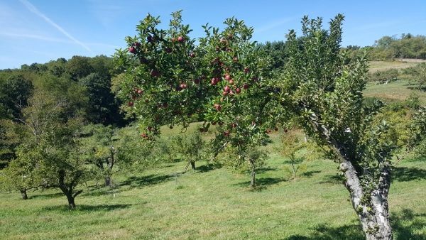 Norman's Orchard in Pittsburgh