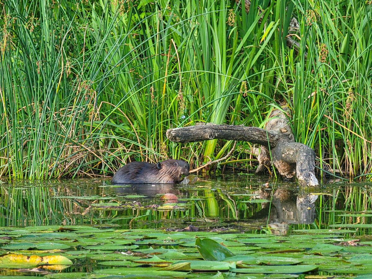 Beaver at North Park